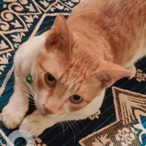 Missing: Orange Male Indie Cat from Sector 10, Vashi, Navi Mumbai-2