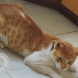 Missing: Orange Male Indie Cat from Sector 10, Vashi, Navi Mumbai-4