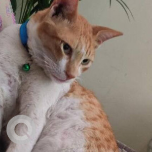 Missing: Orange Male Indie Cat from Sector 10, Vashi, Navi Mumbai-3