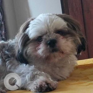 Missing: White-Brown Mix Male Shih Tzu Dog from Bharat Petroleum Petrol Pump on the Jaipur Expressway in Bhiwadi-2
