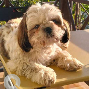 Missing: White-Brown Mix Male Shih Tzu Dog from Bharat Petroleum Petrol Pump on the Jaipur Expressway in Bhiwadi