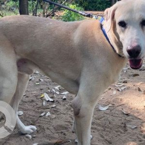 Found: White Male Indie Dog from Muttukadu/ECR area