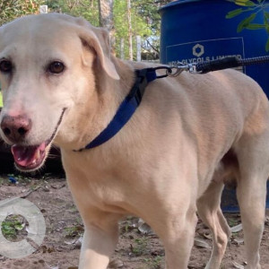 Found: White Male Indie Dog from Muttukadu/ECR area-2