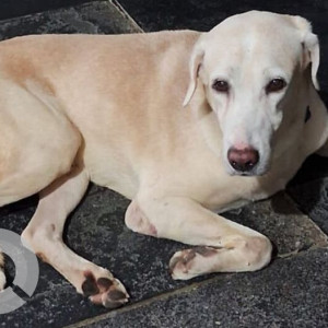 Found: White Male Indie Dog from Muttukadu/ECR area-3