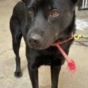 Missing: Black Male Indie Dog from Bagalur-2