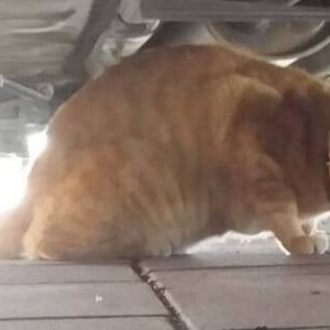 Found: Orange Not Available Tabby Cat from Jaldarshan society , opp Priyadarshani park Nepeansea road-2