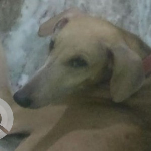 Missing: Brown Female Indie Dog from Velachery, Chennai