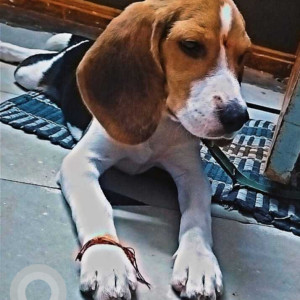 Found: Black and Brown Male Beagle Dog from Ramathapur-2