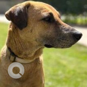 Missing: Brown Female Indie Dog from Runwal forest, Kanjurmarg, West Mumbai-2