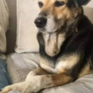 Missing: Black and Brown Male German Shepherd Dog from Skylark Apartments, Sector-52, Gurugram-2