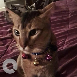Missing: Black and Brown Male Indie Cat from Siolim, Goa