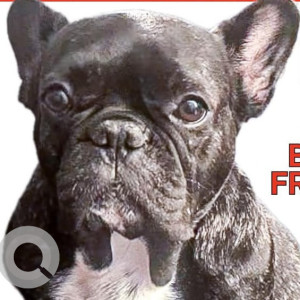 Missing: White and Grey Female Bulldog-Frenchie Dog from North Hollywood