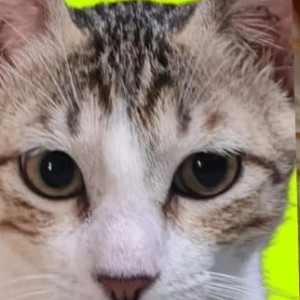 Missing: White and Grey Male Indie Cat from Shiv Dham CHS, Chembur-2