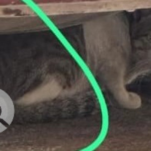 Missing: White and Grey Male Indie Cat from Shiv Dham CHS, Chembur-3