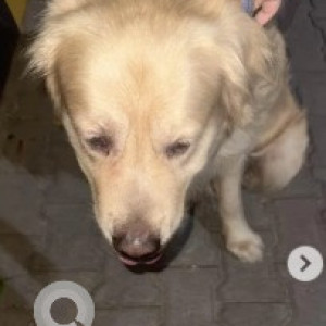 A Golden Golden Retriever Dog Found from HBR Layout, Bengaluru-2