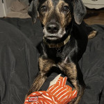 Found: Black and Brown Female Doberman Mix Dog from Bordeaux area Courtney Ave