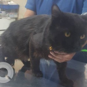Found: Black Male Indie Cat from Hulimavu, Rose Mount International school, Backside Asper badminton