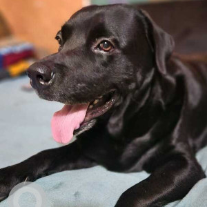 Missing: Black Male Labrador Dog from Santhome church back side near dumming kuppam beach