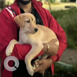 A White-Brown Mix Labrador Dog Missing from Gollarahatti, Bengaluru-2