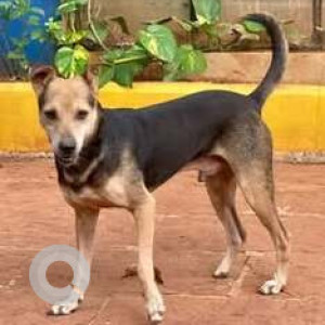 Missing: Black and Brown Male Indie Dog from Tungarli, Lonavala