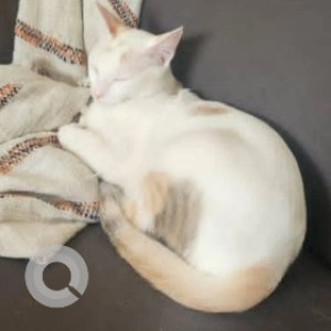 A White Indie Cat Missing from Murugeshpalaya, Bengaluru-2
