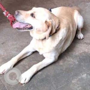 White Male Labrador Dog is Missing from 21st cross, III Block, Jayanagar, Bengaluru 560 011