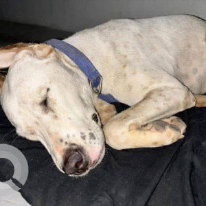 Found: White Female Indie Dog from Garden City University-3