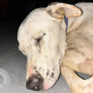 Found: White Female Indie Dog from Garden City University-2