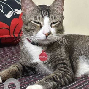 Missing: White and Grey Male Indie Cat from Kaggadaspura area, brindavan layout, LBS nagar