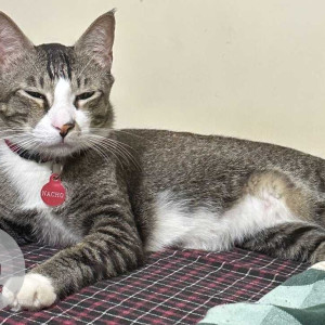 Missing: White and Grey Male Indie Cat from Kaggadaspura area, brindavan layout, LBS nagar-2