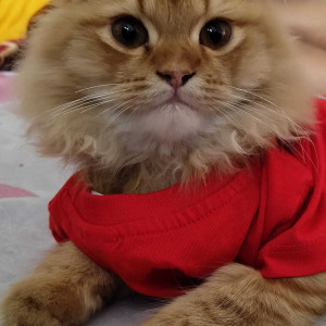 Missing: Orange Male Indie Cat from Apartment Nagamani Plaza Kothaguda-4