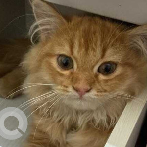 Missing: Orange Male Indie Cat from Apartment Nagamani Plaza Kothaguda-3