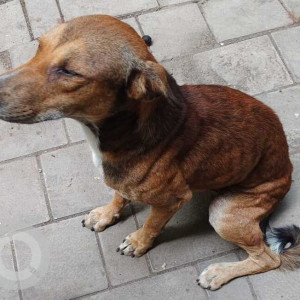 Found: Brown Male Indie Dog from Jain Nursing Home, Near Minal Tower, Andheri East Old Nagardas Road-2