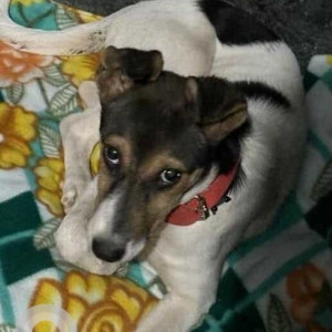 Missing: Black and White Female Indie Dog from 4th Cross, Kasturinagar near SBI Junction