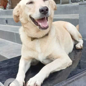 Missing: White Female Indie and Labrador cross Dog from Vengal, Thiruvallur, Chennai-2