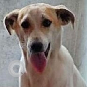 Missing: White-Brown Mix Female Indie Dog from Dunlop Baranagar Rabindra Nagar, Kolkata, West Bengal