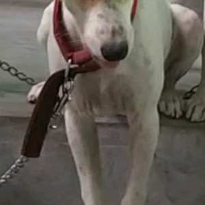 Missing: White-Brown Mix Female Indie Dog from Dunlop Baranagar Rabindra Nagar, Kolkata, West Bengal-2