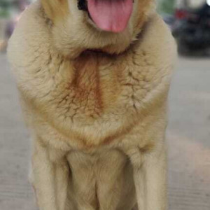 Brown Male Labrador Dog is Found from Nandadeep Apartments, Tilekar Nagar, Near Iskcon Temple Kondhwa-4