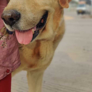 Brown Male Labrador Dog is Found from Nandadeep Apartments, Tilekar Nagar, Near Iskcon Temple Kondhwa-3