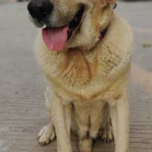 Brown Male Labrador Dog is Found from Nandadeep Apartments, Tilekar Nagar, Near Iskcon Temple Kondhwa-2