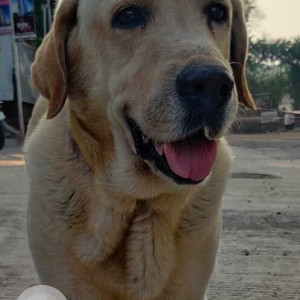 Brown Male Labrador Dog is Found from Nandadeep Apartments, Tilekar Nagar, Near Iskcon Temple Kondhwa