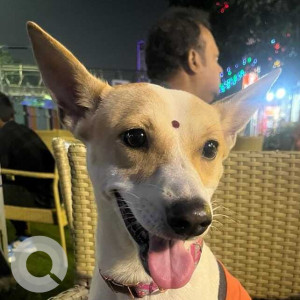 Missing: White Female Indie Dog from No. 3, Airport, Motilal Colony, Kolkata