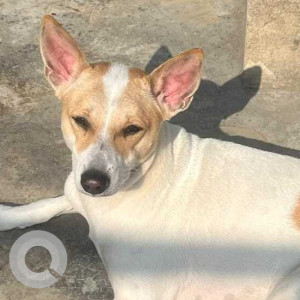 Missing: White Female Indie Dog from No. 3, Airport, Motilal Colony, Kolkata-3