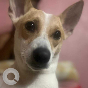 Missing: White Female Indie Dog from No. 3, Airport, Motilal Colony, Kolkata-2