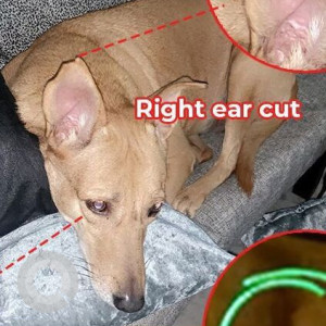 Missing: Brown Female Indie Dog from Rohini Sector 7-2