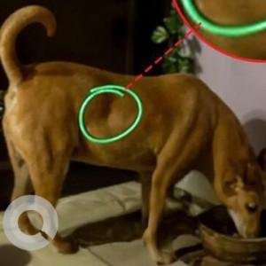 Missing: Brown Female Indie Dog from Rohini Sector 7-3