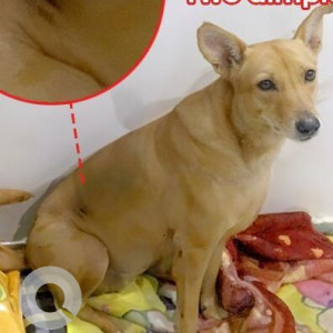 Missing: Brown Female Indie Dog from Rohini Sector 7