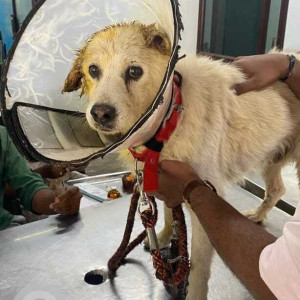 Found: Brown Male Golden Retriever Dog from Narayanguda-2