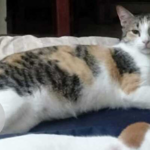 Missing: White and Grey Female Indie Dog from Bhakti Complex, kharalwadi, Pimpri Pune-2