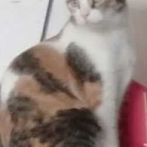 Missing: White and Grey Female Indie Dog from Bhakti Complex, kharalwadi, Pimpri Pune-3